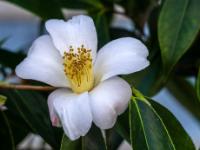 Kamelien Blüte weiß einfach